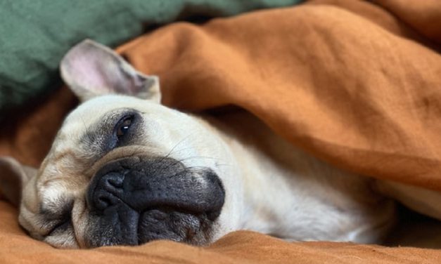 Caring for a Diabetic Dog