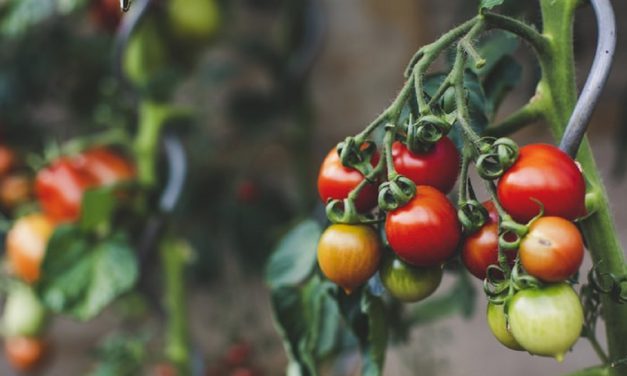 GMOs: The Science of Food