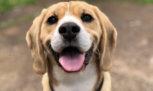 The Pet Effect