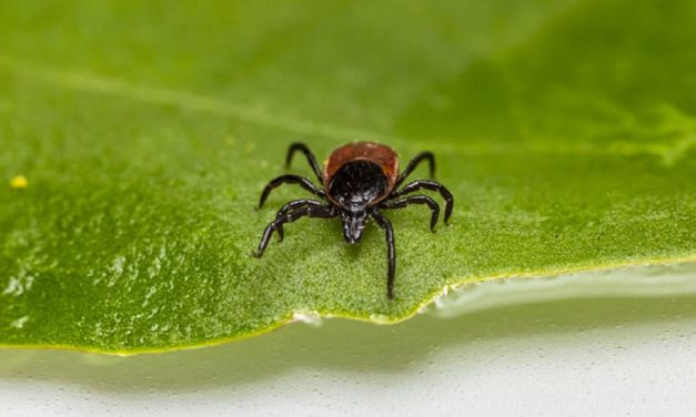 Lyme Disease: The Mysterious U.S. Endemic